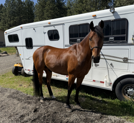 HorseID: 2307015 Alexander The Great - PhotoID: 1090832