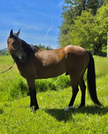 HorseID: 2307015 Alexander The Great - PhotoID: 1090833