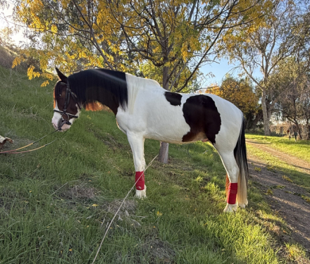 HorseID: 2307019 Toby - PhotoID: 1090835