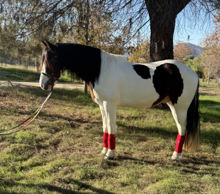 HorseID: 2307019 Toby - PhotoID: 1090836