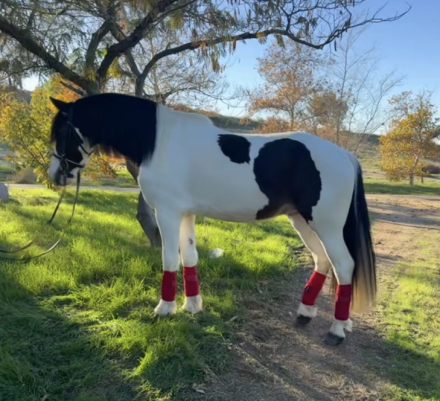 HorseID: 2307019 Toby - PhotoID: 1090837