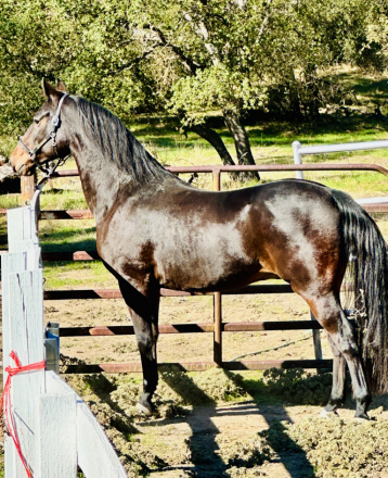 HorseID: 2307020 JKH Kick The Dust Up - PhotoID: 1090838