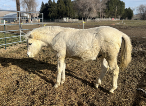 HorseID: 2307023 Hvit Elv - PhotoID: 1090839