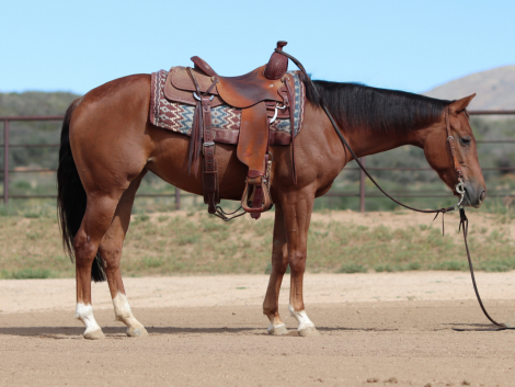 HorseID: 2307024 GUNNABEAVINTAGESTAR - PhotoID: 1090840