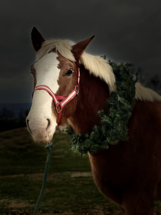 HorseID: 2307032 Morpheus - PhotoID: 1090842