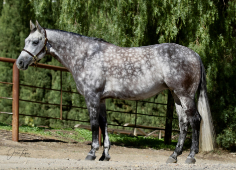 HorseID: 2307033 Dixie - PhotoID: 1090844