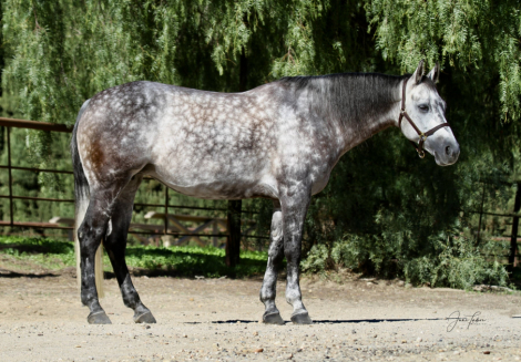 HorseID: 2307033 Dixie - PhotoID: 1090845