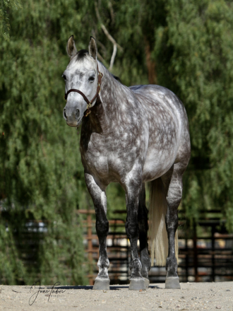 HorseID: 2307033 Dixie - PhotoID: 1090846