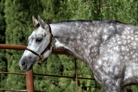 HorseID: 2307033 Dixie - PhotoID: 1090847