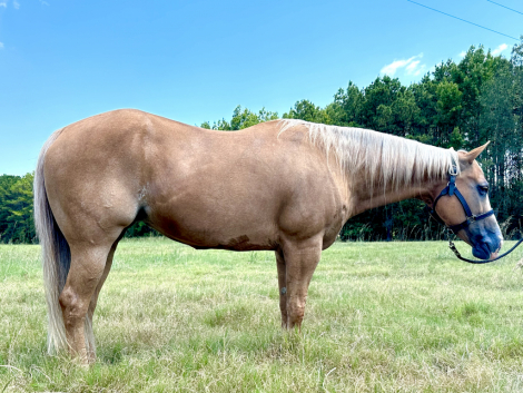 HorseID: 2307034 Design Done in Gold - PhotoID: 1090860