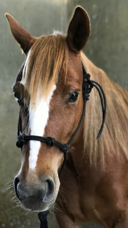 HorseID: 2307037 Blondie - PhotoID: 1090849