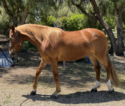 HorseID: 2307037 Blondie - PhotoID: 1090850