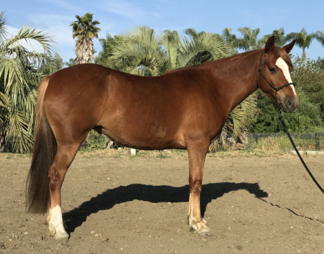 HorseID: 2307037 Blondie - PhotoID: 1090851