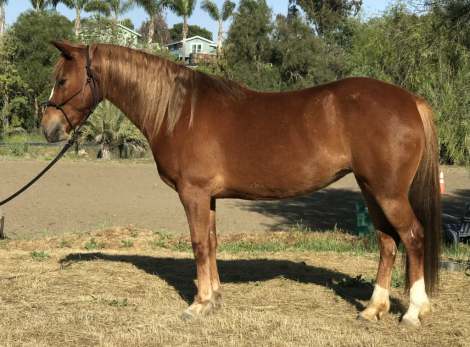 HorseID: 2307037 Blondie - PhotoID: 1090852