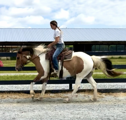 HorseID: 2307039 Norma Jean - PhotoID: 1090854