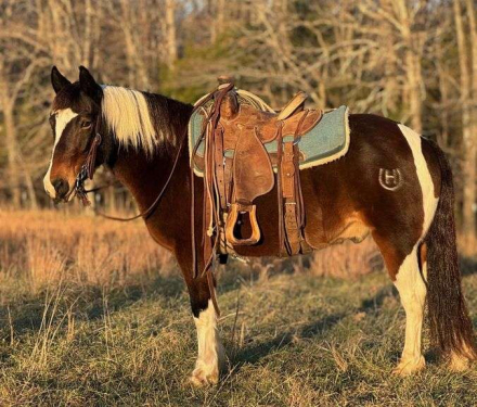 HorseID: 2307042 Rambo - PhotoID: 1090856