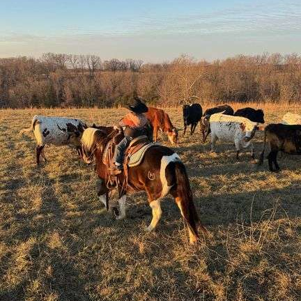 HorseID: 2307042 Rambo - PhotoID: 1090857