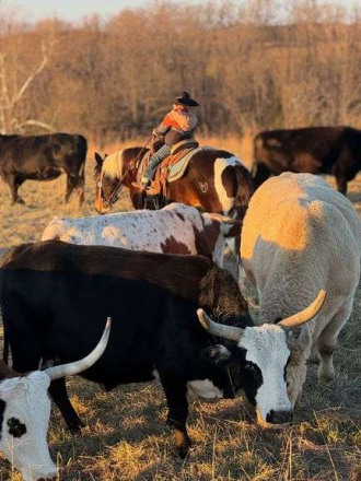 HorseID: 2307042 Rambo - PhotoID: 1090859