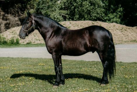 HorseID: 2307043 Blackhawk aka Hawkeye - PhotoID: 1090867