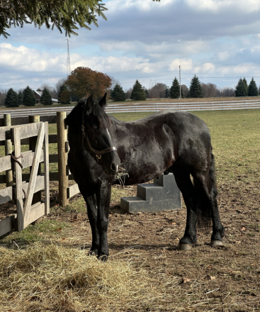 HorseID: 2307043 Blackhawk aka Hawkeye - PhotoID: 1090868