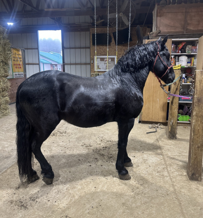 HorseID: 2307043 Blackhawk aka Hawkeye - PhotoID: 1090870