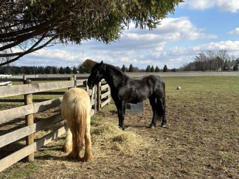 HorseID: 2307043 Blackhawk aka Hawkeye - PhotoID: 1090871