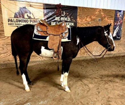 HorseID: 2307044 MAGICC MIKE XL - PhotoID: 1090864