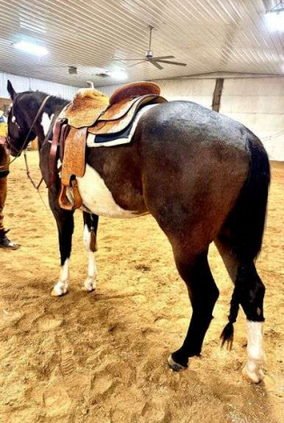 HorseID: 2307044 MAGICC MIKE XL - PhotoID: 1090866