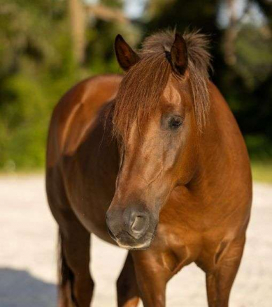 HorseID: 2307047 Duke - PhotoID: 1090872