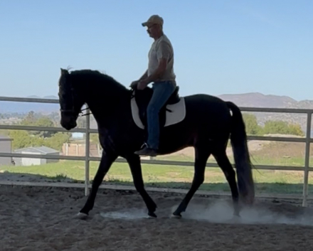 HorseID: 2307048 Bilador DKF - PhotoID: 1090893