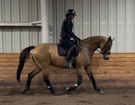 HorseID: 2307049 Merlin - PhotoID: 1090894