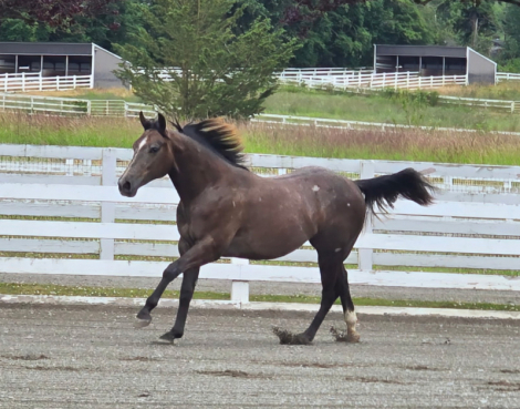 HorseID: 2307055 DBL TAPP OF BOURBON - PhotoID: 1090896