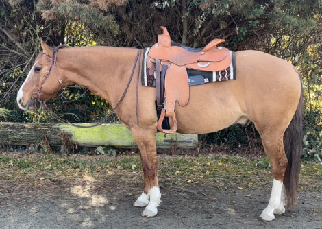 HorseID: 2307056 MR BLACKBURN WOLF 121 - PhotoID: 1090897