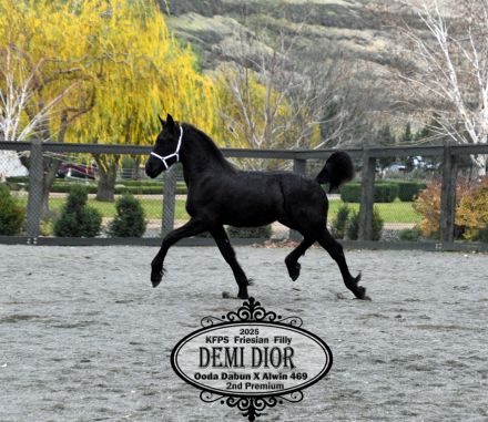 HorseID: 2307060 Demi Dior - PhotoID: 1090901