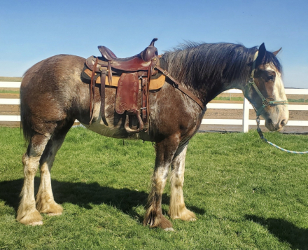 HorseID: 2307063 Lexi - PhotoID: 1090907