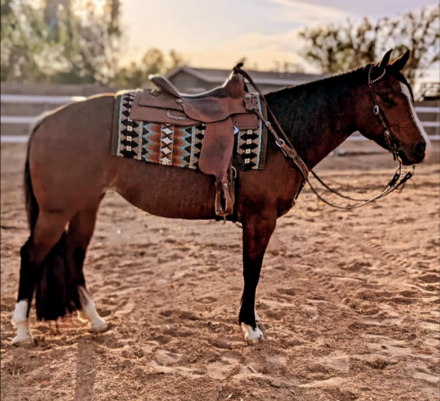 HorseID: 2307064 EFR Chexforcocktails - PhotoID: 1090908