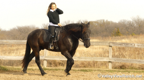 HorseID: 2307069 Ares - PhotoID: 1090910