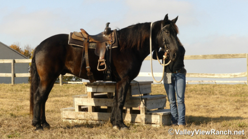 HorseID: 2307069 Ares - PhotoID: 1090911