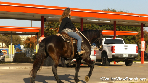 HorseID: 2307069 Ares - PhotoID: 1090912