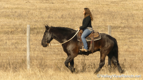 HorseID: 2307069 Ares - PhotoID: 1090913