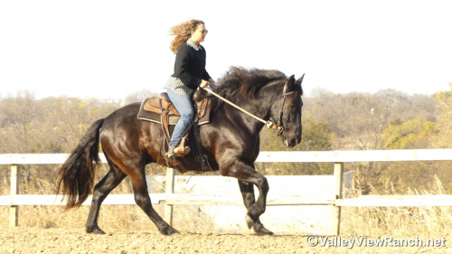 HorseID: 2307069 Ares - PhotoID: 1090914