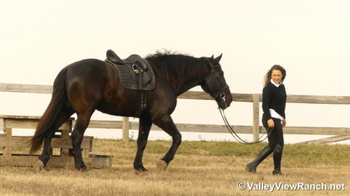 HorseID: 2307069 Ares - PhotoID: 1090915