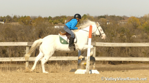 HorseID: 2307070 Silver - PhotoID: 1090916