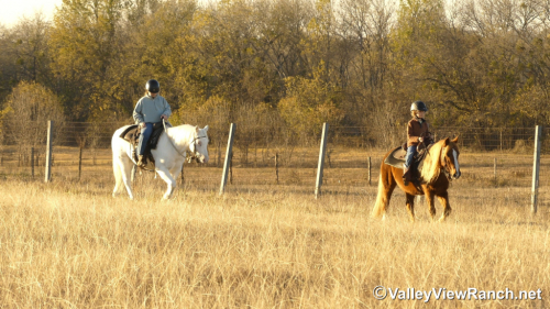 HorseID: 2307070 Silver - PhotoID: 1090918