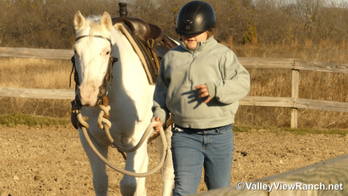 HorseID: 2307070 Silver - PhotoID: 1090921