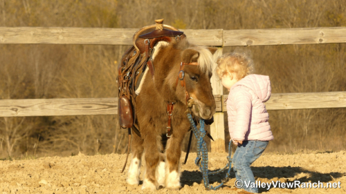 HorseID: 2307071 Coco - PhotoID: 1090922