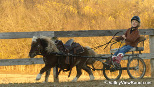 HorseID: 2307071 Coco - PhotoID: 1090923