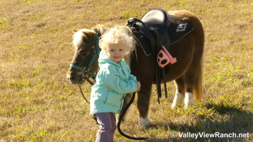 HorseID: 2307071 Coco - PhotoID: 1090925