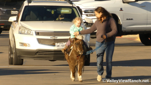 HorseID: 2307071 Coco - PhotoID: 1090926