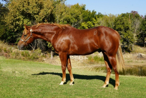 HorseID: 2307073 SMOKKEN - PhotoID: 1090928